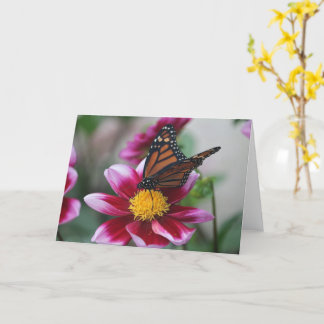 Monarch Butterfly on Deep Pink Dahlia Photo Blank Kaart