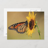 Monarch Butterfly on Sunflower Briefkaart (Voorkant / Achterkant)