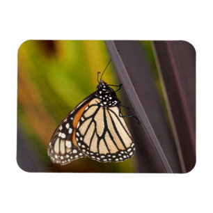 Monarch Butterfly op Agave Magneet