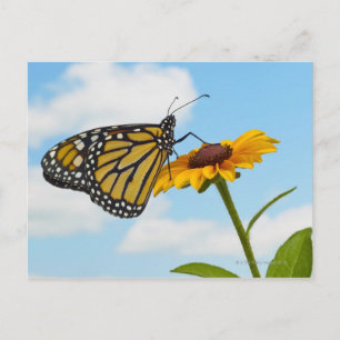 Monarch Butterfly op Black Eyed Susan Briefkaart