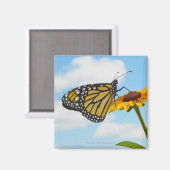 Monarch Butterfly op Black Eyed Susan Magneet (Voorkant / Achterkant)