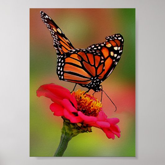 Monarch Butterfly op Bright Roze Zinnia Poster (Voorkant)