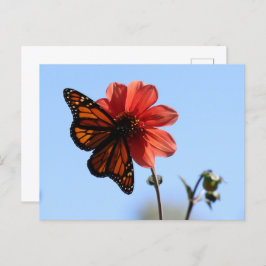 Monarch Butterfly op een Dahlia Blank Briefkaart