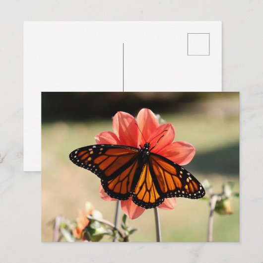 Monarch Butterfly op een Dahlia Blank Briefkaart (Voorkant / Achterkant)