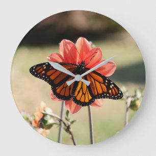 Monarch Butterfly op een Dahlia Grote Klok