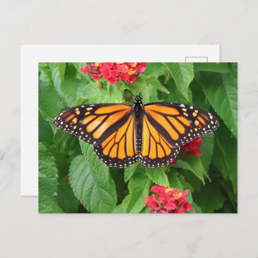 Monarch Butterfly op Lantana Blank Briefkaart (Voorkant / Achterkant)