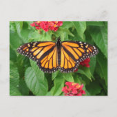 Monarch Butterfly op Lantana Blank Briefkaart (Voorkant)