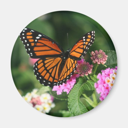 Monarch Butterfly op Lantana Flower Magneet (Voorkant)