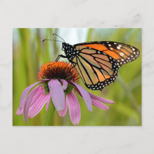 Monarch Butterfly op Paarse Coneflower Foto Briefkaart