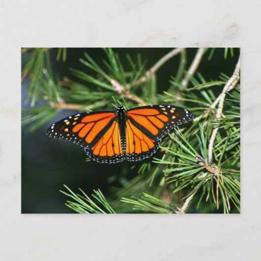 Monarch Butterfly op pine Briefkaart (Voorkant)