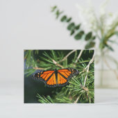 Monarch Butterfly op pine Briefkaart (Staand voorkant)