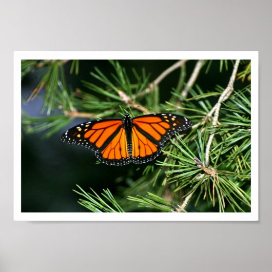 Monarch Butterfly op pine Poster (Voorkant)