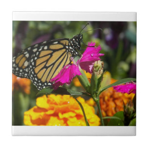 Monarch Butterfly op roze marigold-tegel Tegeltje