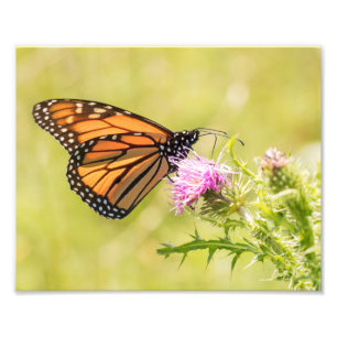 Monarch Butterfly op Thistle Foto Afdruk