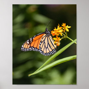 Monarch Butterfly op tropische Milkweed bloemen Poster