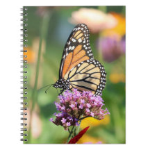 Monarch Butterfly op Verbena Blank