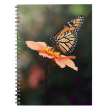 Monarch Butterfly op Verbena & Dahlia