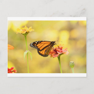 Monarch Butterfly op Zinnia Briefkaart