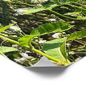 Monarch Butterfly Photo Poster (Coin)