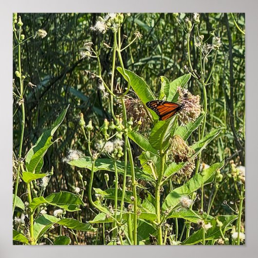 Monarch Butterfly Photo Poster (Devant)
