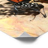 Monarch Butterfly Posing Natuur Poster (Hoek)