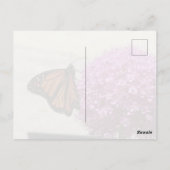 Monarch Butterfly Postcard Briefkaart (Achterkant)