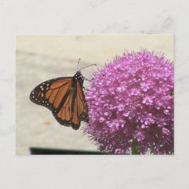 Monarch Butterfly Postcard Briefkaart