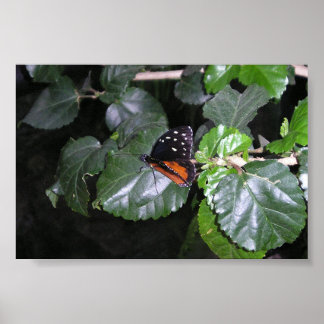 Monarch Butterfly Poster