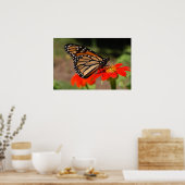 Monarch Butterfly Poster (Keuken)