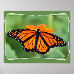 Monarch Butterfly Poster
