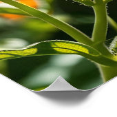 Monarch Butterfly Poster (Hoek)