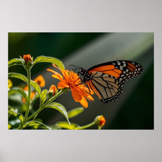 Monarch Butterfly Poster (Voorkant)