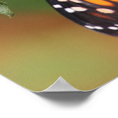 Monarch Butterfly Poster (Hoek)