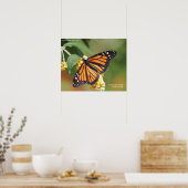 Monarch Butterfly Poster (Keuken)