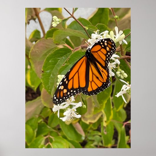 Monarch Butterfly Poster (Voorkant)
