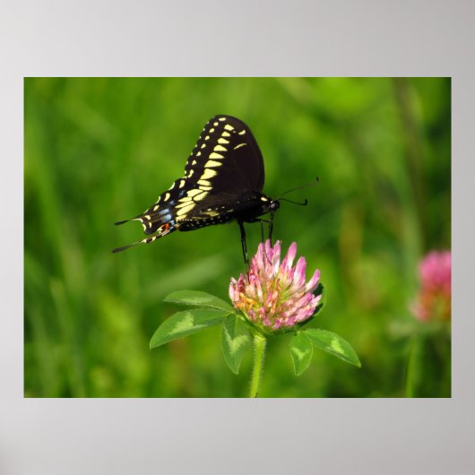Monarch Butterfly Poster (Voorkant)