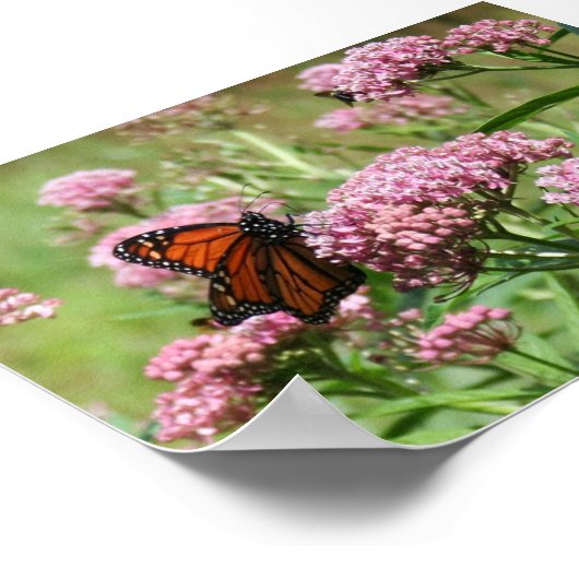 Monarch Butterfly poster (Hoek)