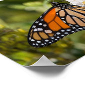 Monarch Butterfly Poster (Hoek)