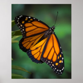 Monarch Butterfly Poster