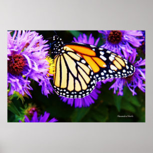 Monarch Butterfly, Poster van esters