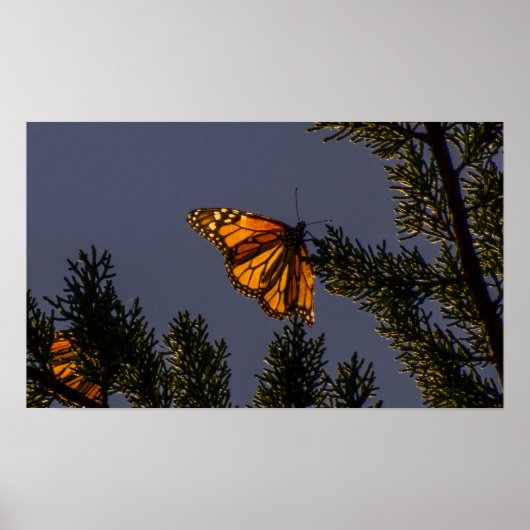 Monarch Butterfly Print (Voorkant)