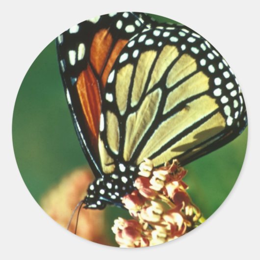 Monarch Butterfly Ronde Sticker (Voorkant)