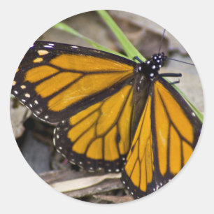 Monarch Butterfly Ronde Sticker