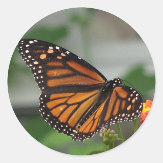 Monarch Butterfly Sticker (Voorkant)