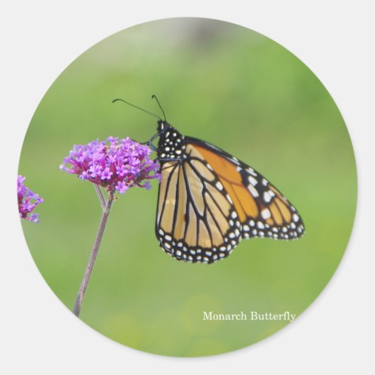 Monarch Butterfly sticker (Voorkant)
