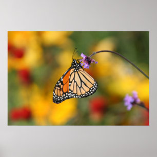 Monarch Butterfly Stoffen voor stuifmeel Poster