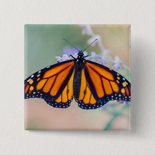 Monarch Butterfly Vierkante Button 5,1 Cm (Voorkant)