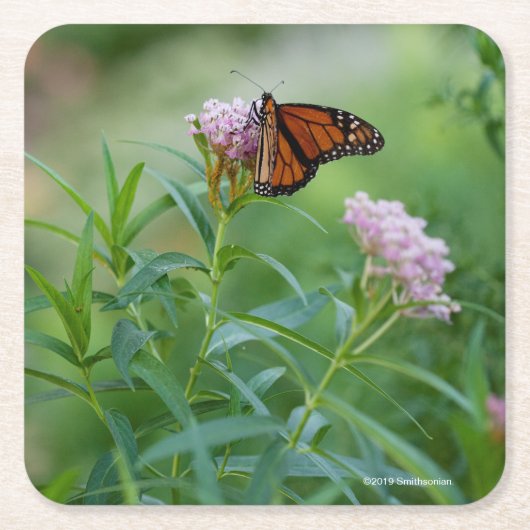 Monarch Butterfly Vierkante Kartonnen Onderzetter (Voorkant)