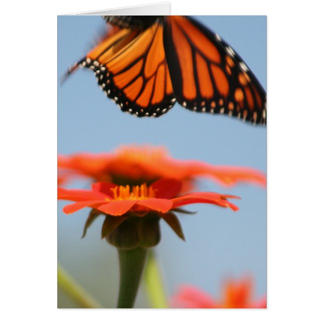 Monarch Butterfly vliegt (Voorkant)