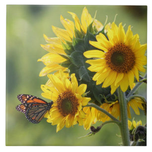 Monarch Butterfly Yellow Sunflower Tile Tegeltje